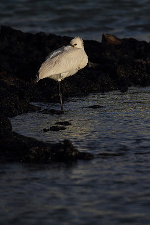Spoonbill resting