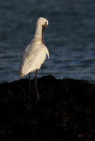 Spoonbill preening