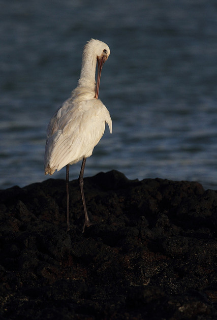 Spoonbill preening