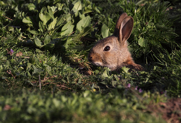 Young Rabbit at Burrow