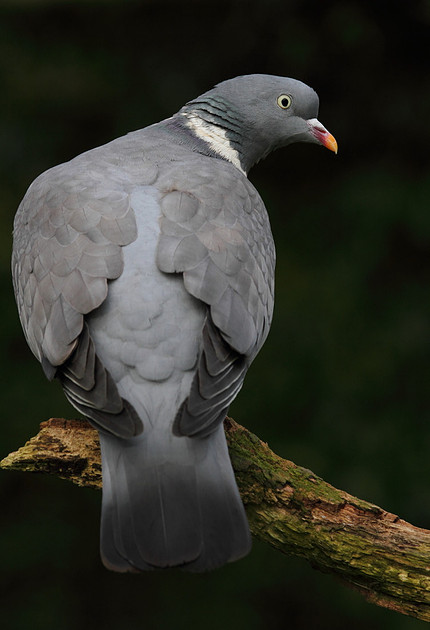 Woodpigeon