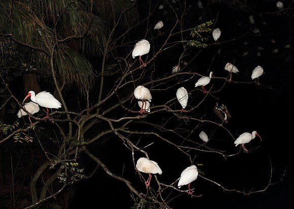 White Ibis roost
