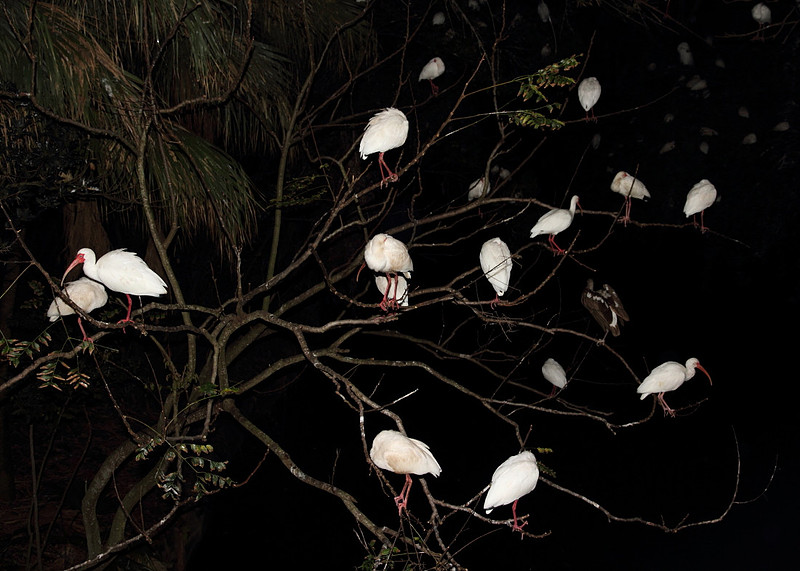 White Ibis roost