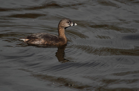Pied Billed Grebe