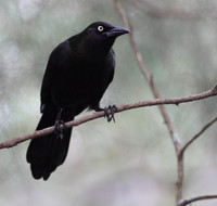 Common Grackle