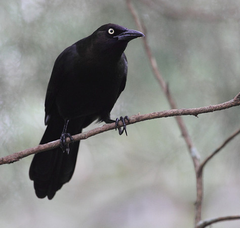Common Grackle