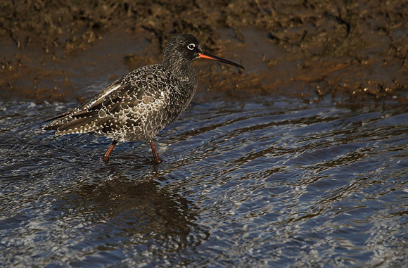 Spotted Redshank