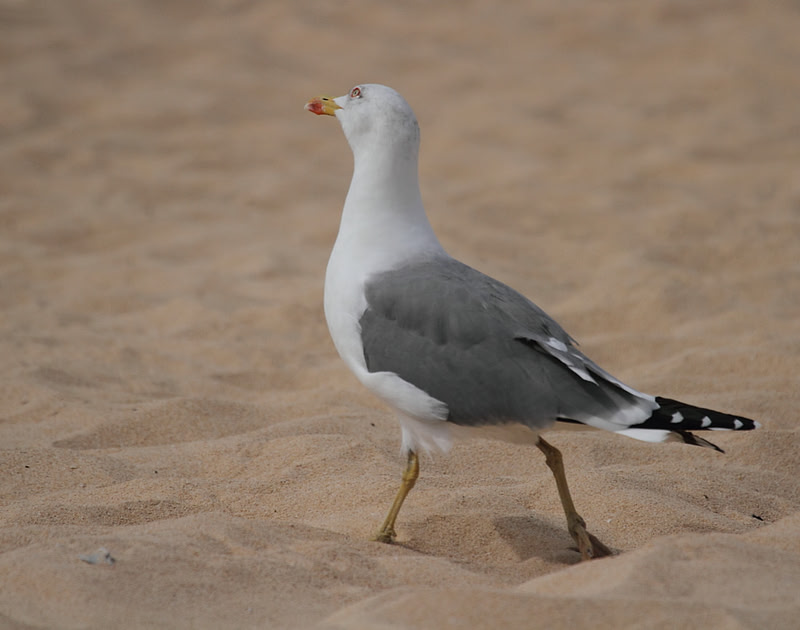 Yellow Legged Gull