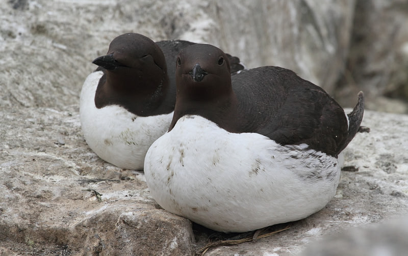 Guillemots