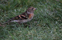 Brambling