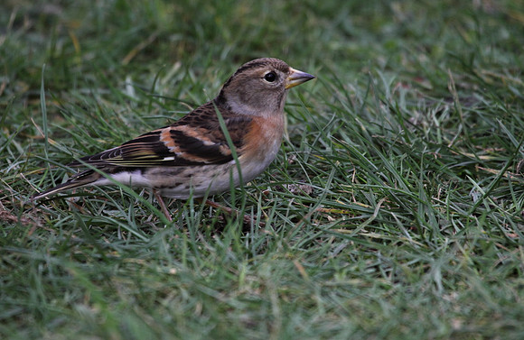 Brambling