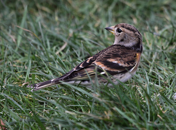 Brambling