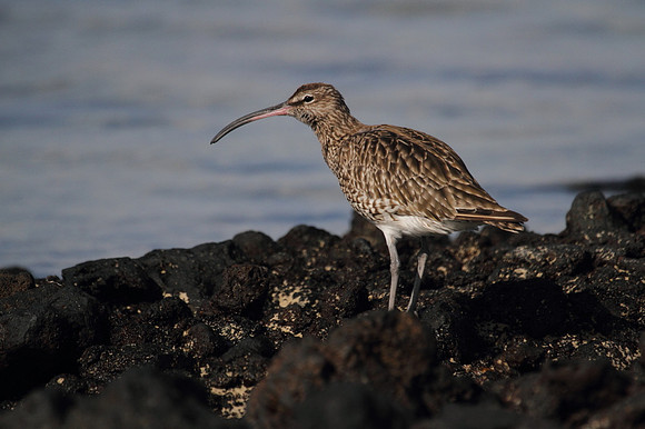 Whimbrel