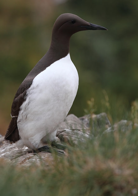 Guillemot