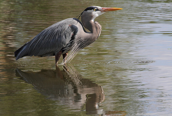 Great Blue Heron 13