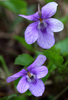 Dog Violet