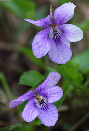 Dog Violet