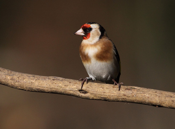 Goldfinch