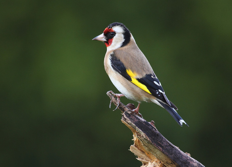 Goldfinch