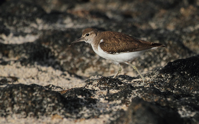 Common Sandpiper