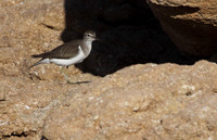 Common Sandpiper