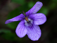 Dog Violet