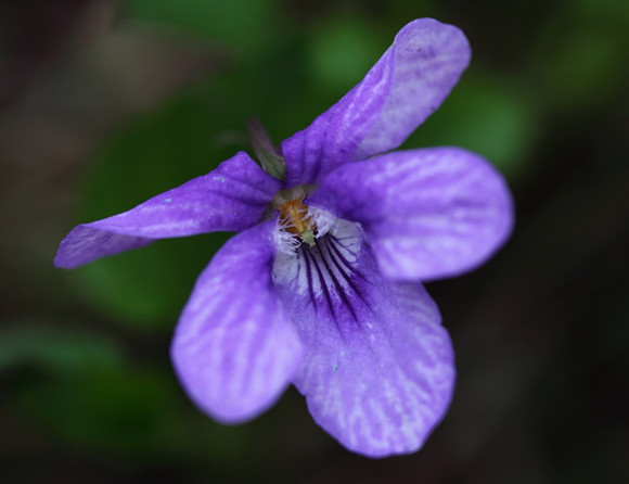Dog Violet