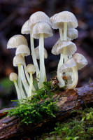 Mycena Epiterygia
