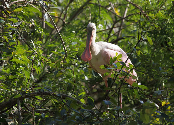 Roseate Spoonbill