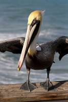 Brown Pelican