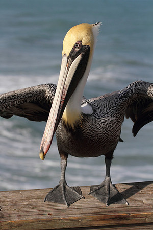 Brown Pelican