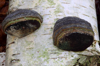 Hoof Fungus