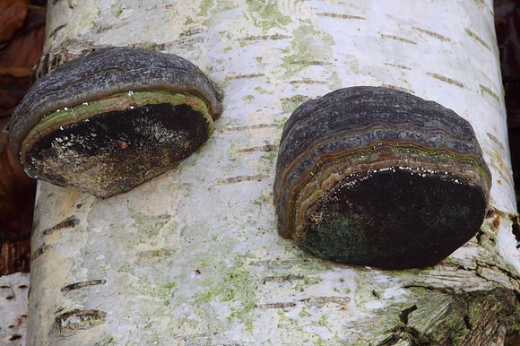 Hoof Fungus