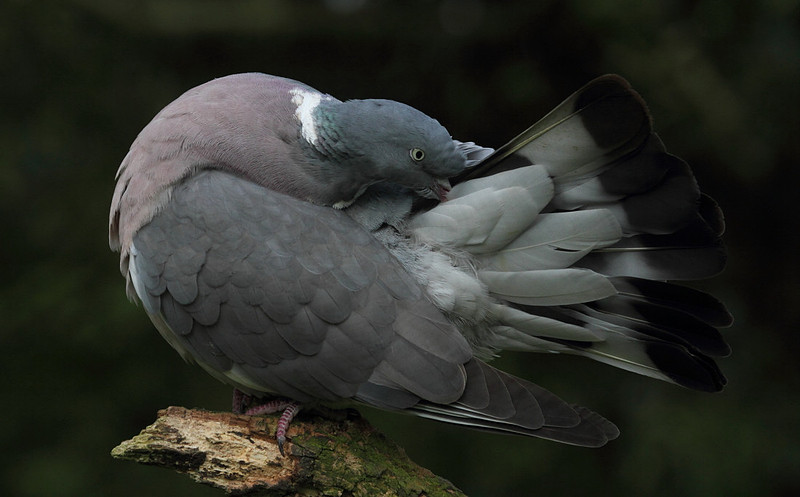 Woodpigeon