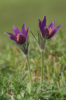 Pasque Flowers