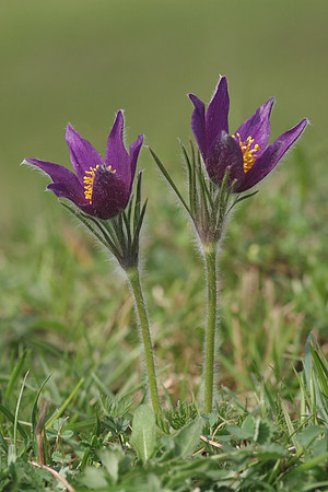 Pasque Flowers
