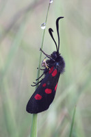 Five Spotted Burnet Moth