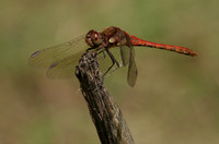 Common Darter (Male)