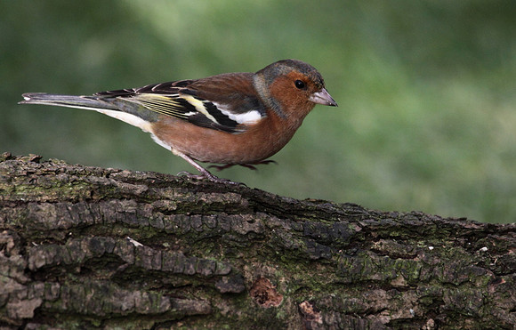 Male Chaffinch