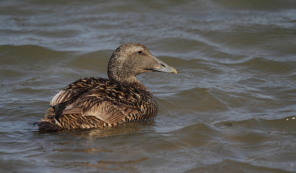Female Eider