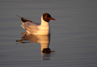 Black Headed Gull