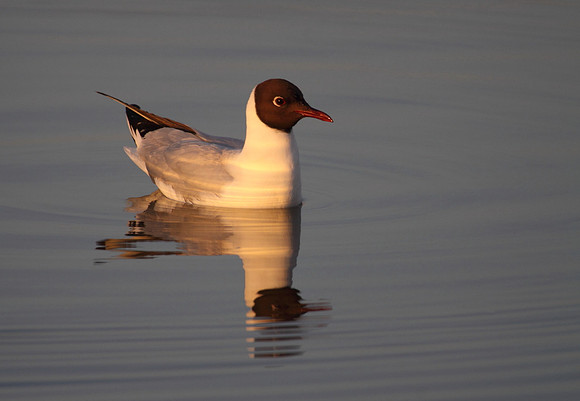 Black Headed Gull