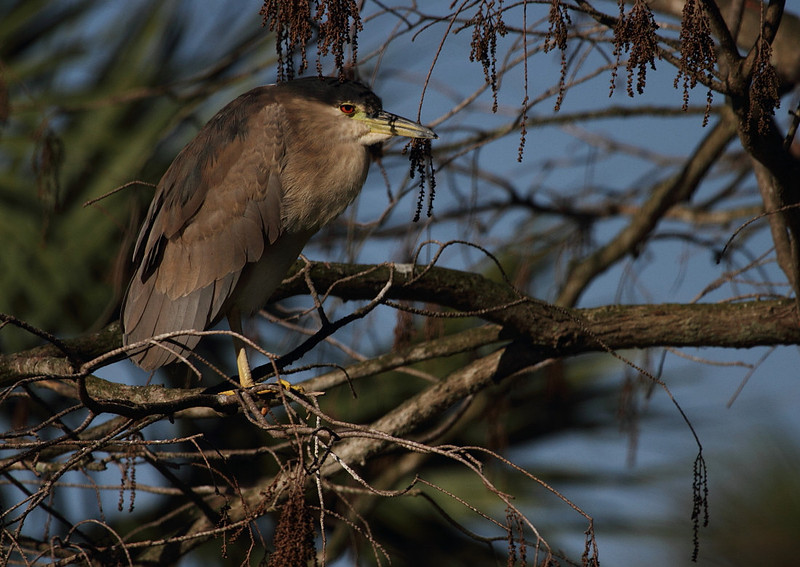 Black Crowned Night Heron