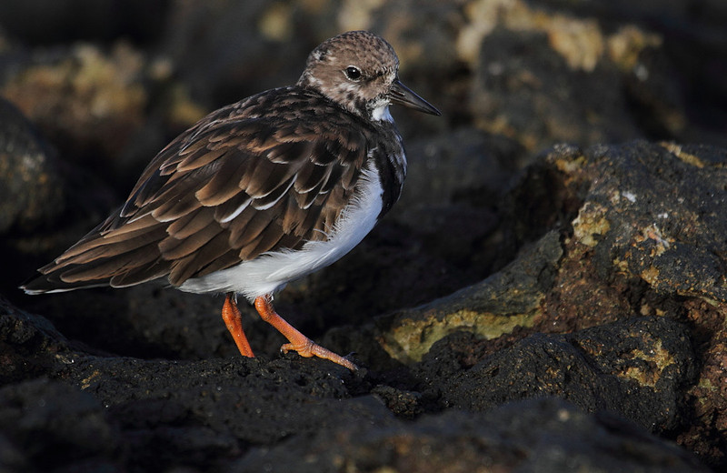Turnstone