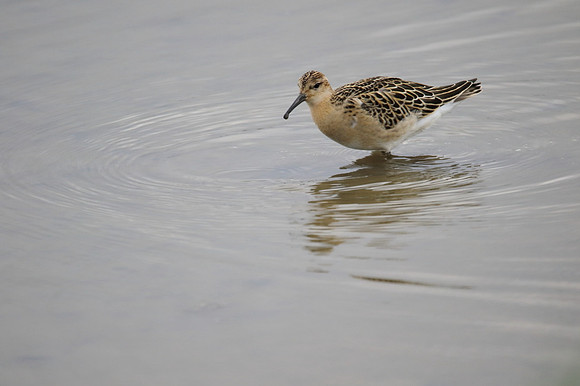 Ruff