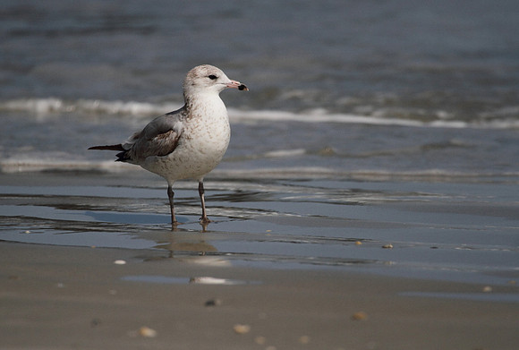 Ring Billed Gull