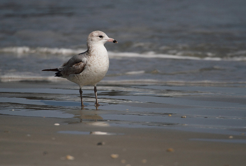 Ring Billed Gull