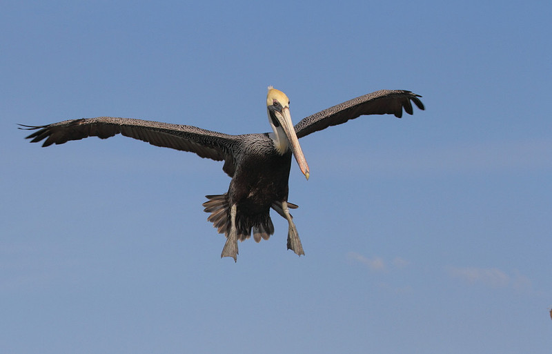 Brown Pelican in Flight