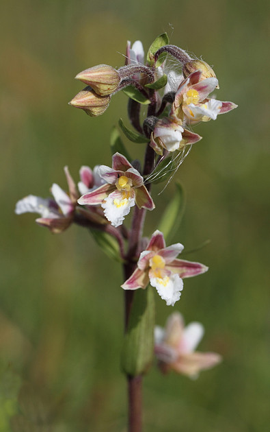 Marsh Helleborine