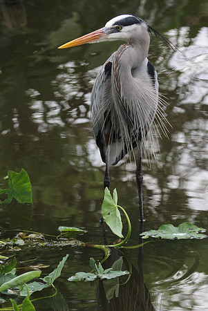 Great Blue Heron